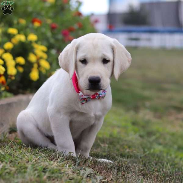 Lilly, Yellow Labrador Retriever Puppy